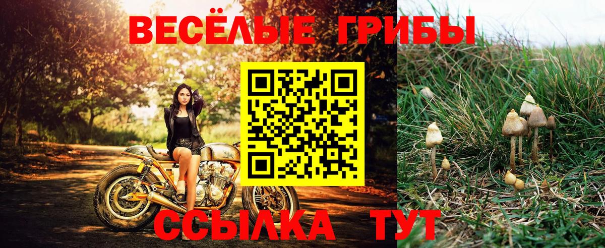 Галлюциногенные грибы Cubensis Россия